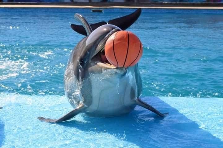 3Dolphin Show