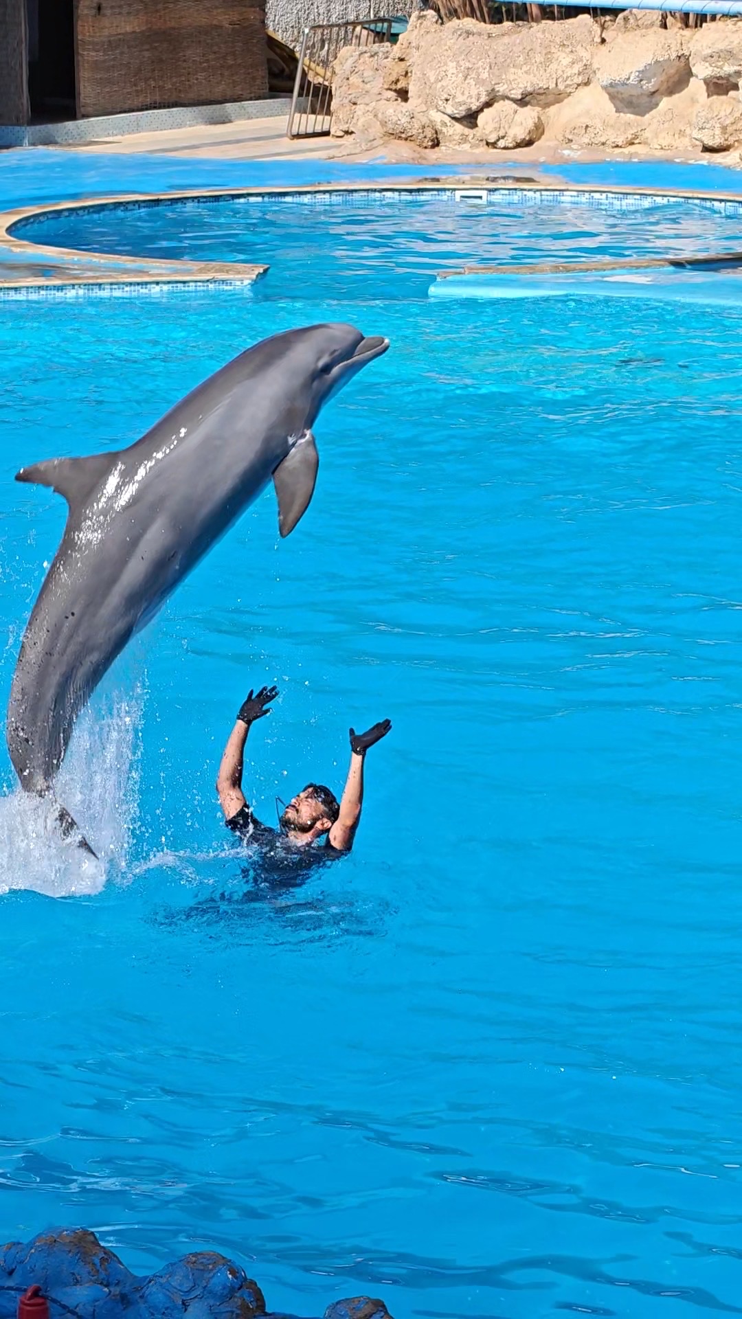 5Dolphin Show