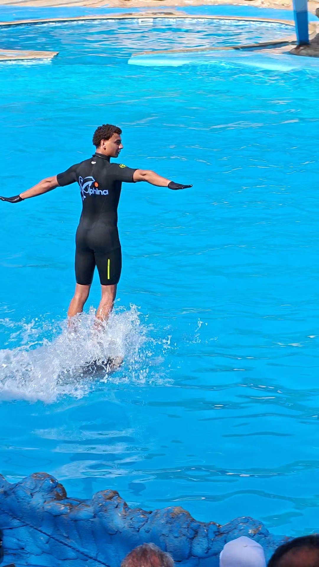 7Dolphin Swimming